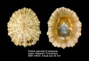 Patella caerulea